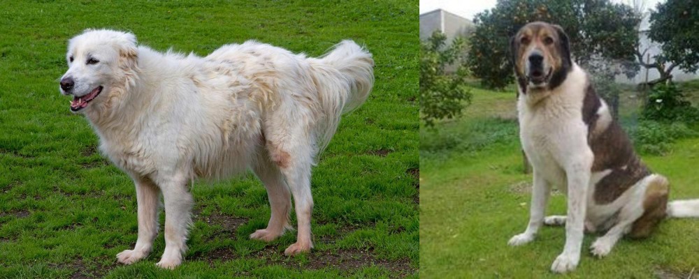 Cao de Gado Transmontano vs Abruzzenhund - Breed Comparison