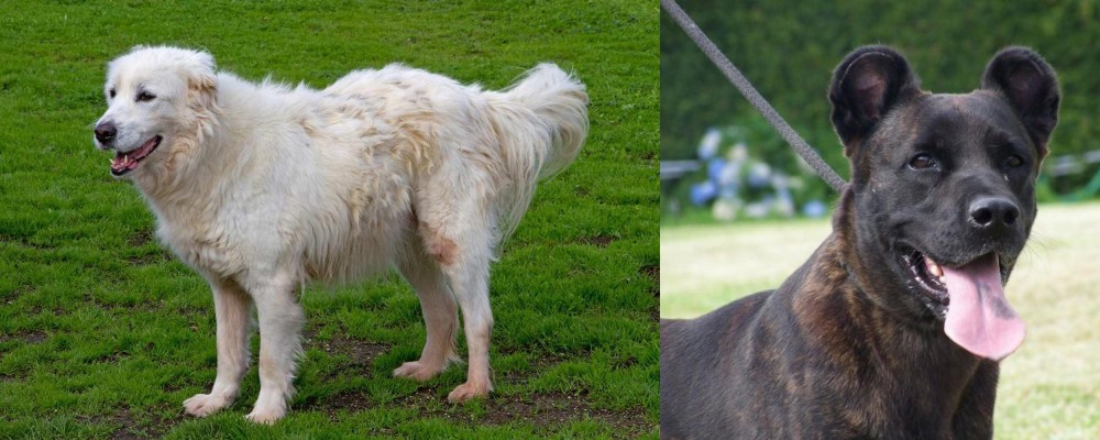 Cao Fila de Sao Miguel vs Abruzzenhund - Breed Comparison