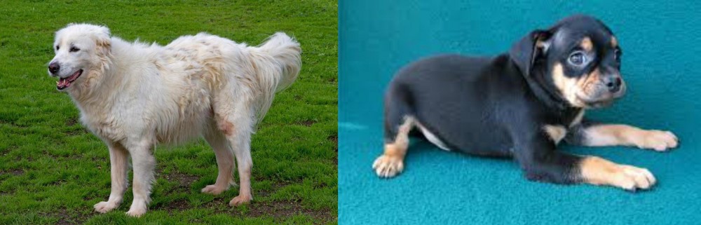 Carlin Pinscher vs Abruzzenhund - Breed Comparison