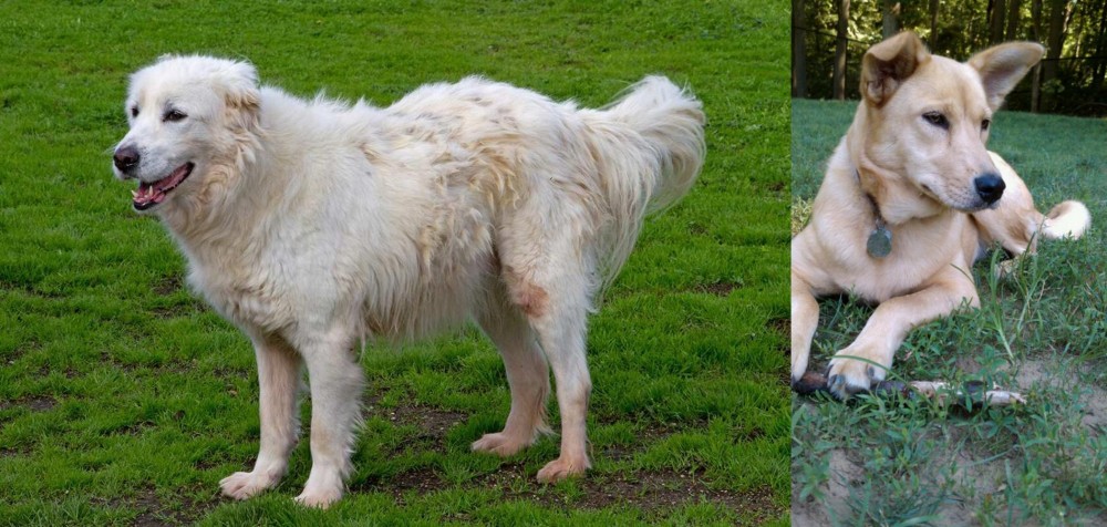 Carolina Dog vs Abruzzenhund - Breed Comparison
