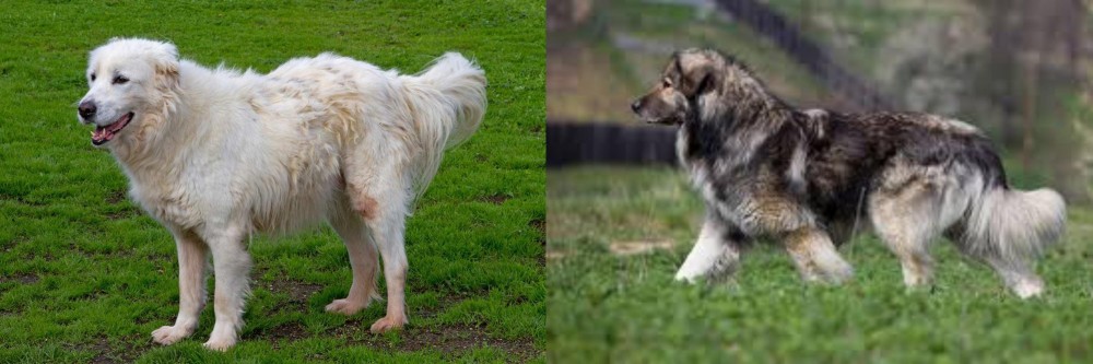 Carpatin vs Abruzzenhund - Breed Comparison