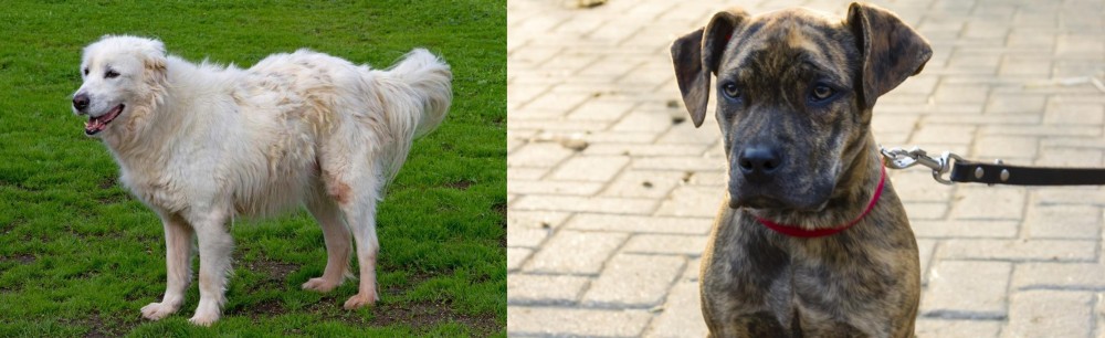 Catahoula Bulldog vs Abruzzenhund - Breed Comparison