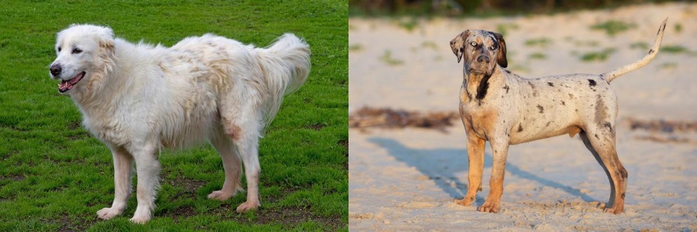 Catahoula Cur vs Abruzzenhund - Breed Comparison