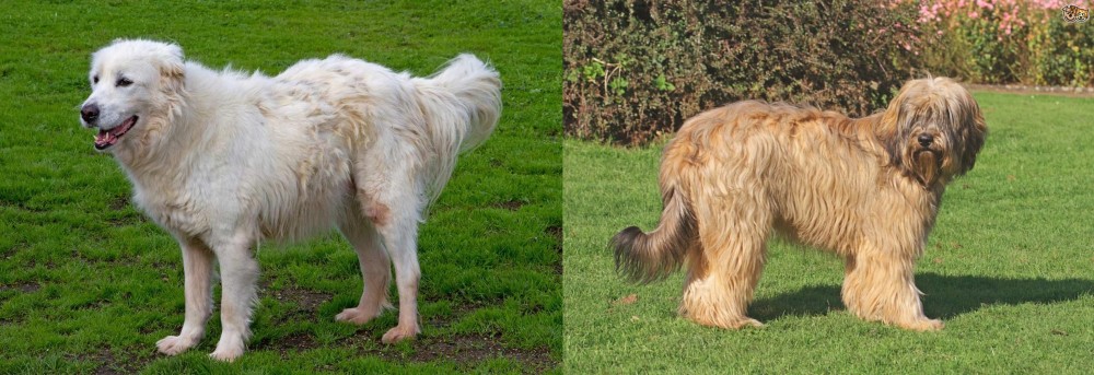 Catalan Sheepdog vs Abruzzenhund - Breed Comparison