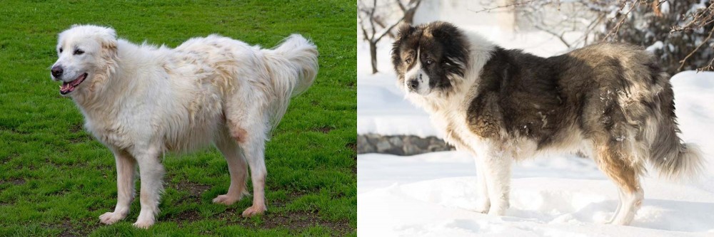 Caucasian Shepherd vs Abruzzenhund - Breed Comparison
