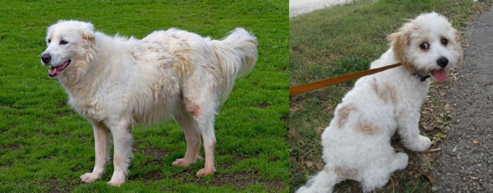 Cavachon vs Abruzzenhund - Breed Comparison