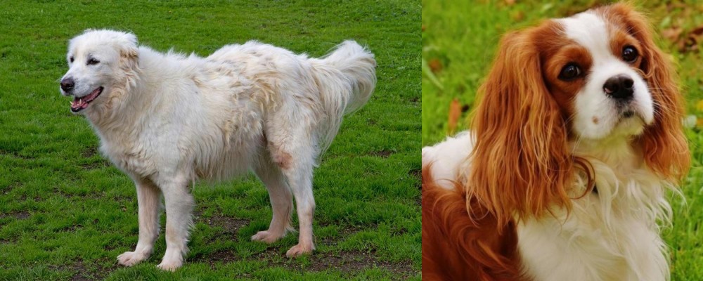 Cavalier King Charles Spaniel vs Abruzzenhund - Breed Comparison