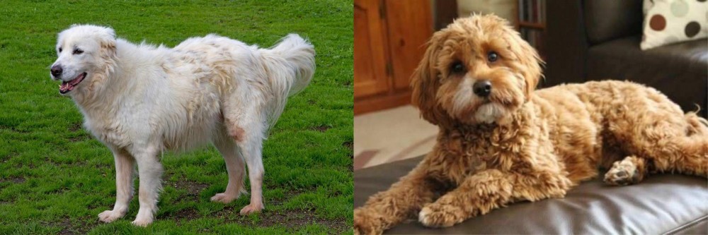 Cavapoo vs Abruzzenhund - Breed Comparison