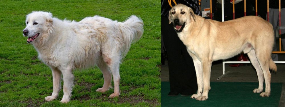 Central Anatolian Shepherd vs Abruzzenhund - Breed Comparison