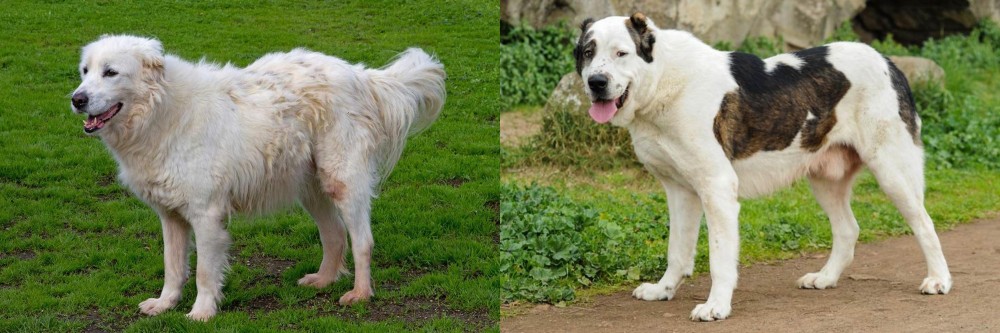 Central Asian Shepherd vs Abruzzenhund - Breed Comparison
