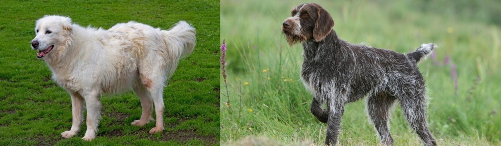Cesky Fousek vs Abruzzenhund - Breed Comparison