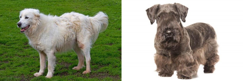 Cesky Terrier vs Abruzzenhund - Breed Comparison