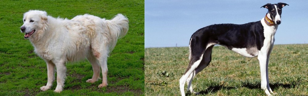 Chart Polski vs Abruzzenhund - Breed Comparison