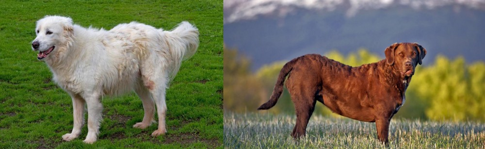 Chesapeake Bay Retriever vs Abruzzenhund - Breed Comparison