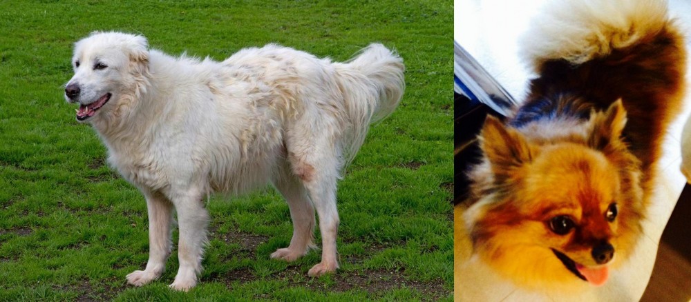 Chiapom vs Abruzzenhund - Breed Comparison