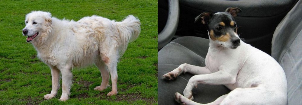 Chilean Fox Terrier vs Abruzzenhund - Breed Comparison