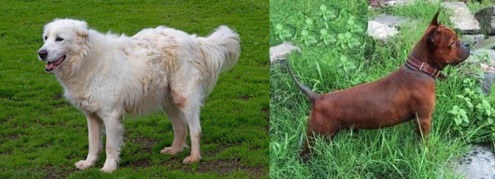 Chinese Chongqing Dog vs Abruzzenhund - Breed Comparison