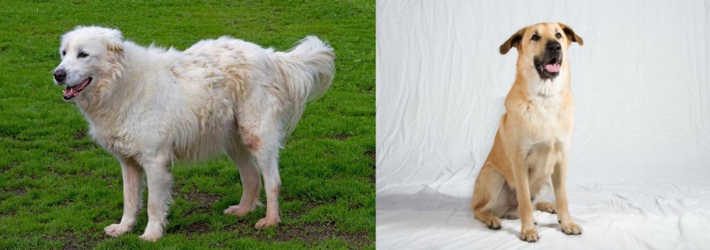 Chinook vs Abruzzenhund - Breed Comparison