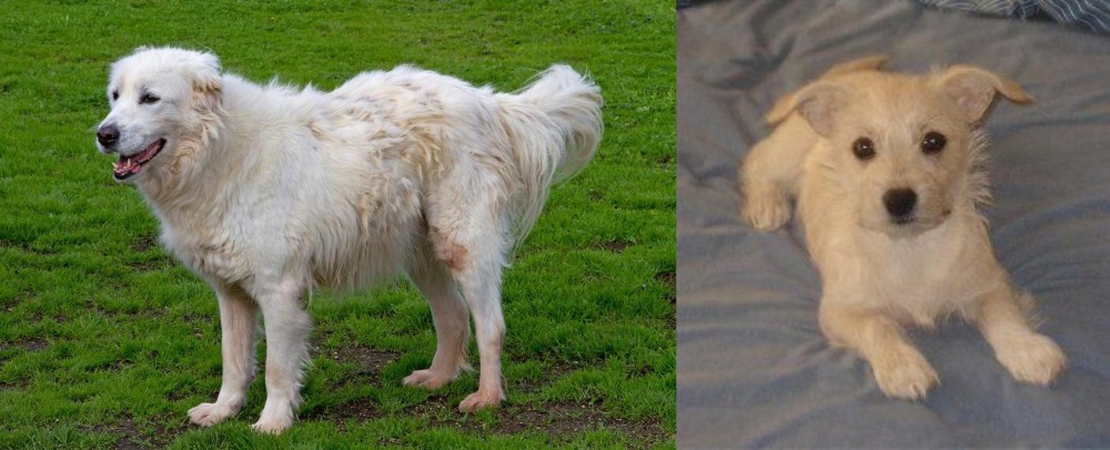 Chipoo vs Abruzzenhund - Breed Comparison