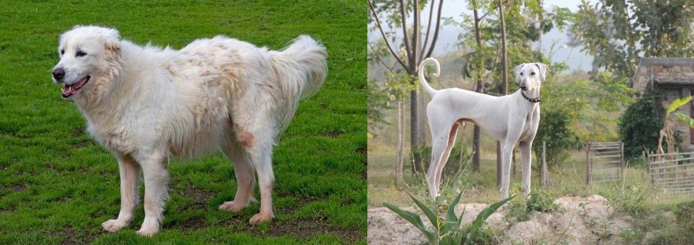 Chippiparai vs Abruzzenhund - Breed Comparison