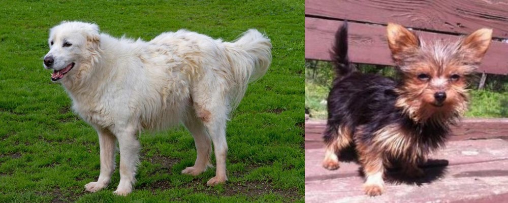 Chorkie vs Abruzzenhund - Breed Comparison