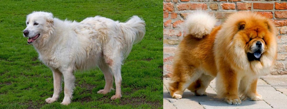 Chow Chow vs Abruzzenhund - Breed Comparison
