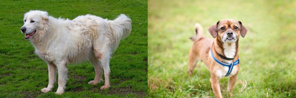 Chug vs Abruzzenhund - Breed Comparison