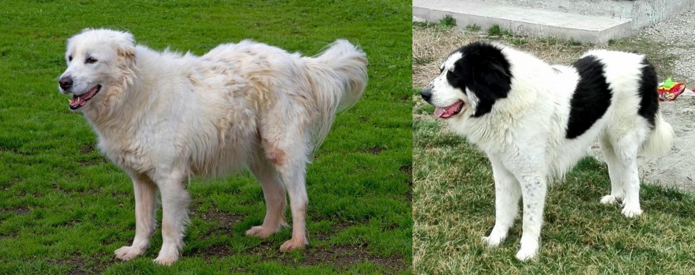 Ciobanesc de Bucovina vs Abruzzenhund - Breed Comparison