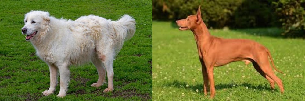 Cirneco dell'Etna vs Abruzzenhund - Breed Comparison