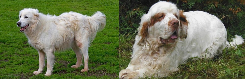 Clumber Spaniel vs Abruzzenhund - Breed Comparison