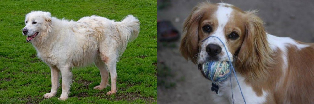 Cockalier vs Abruzzenhund - Breed Comparison