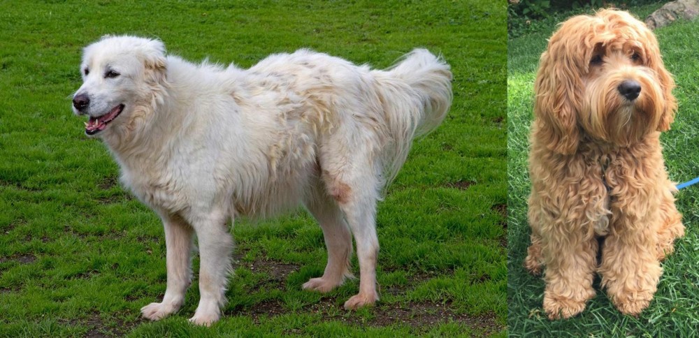 Cockapoo vs Abruzzenhund - Breed Comparison
