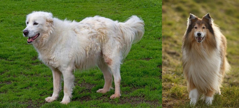 Collie vs Abruzzenhund - Breed Comparison