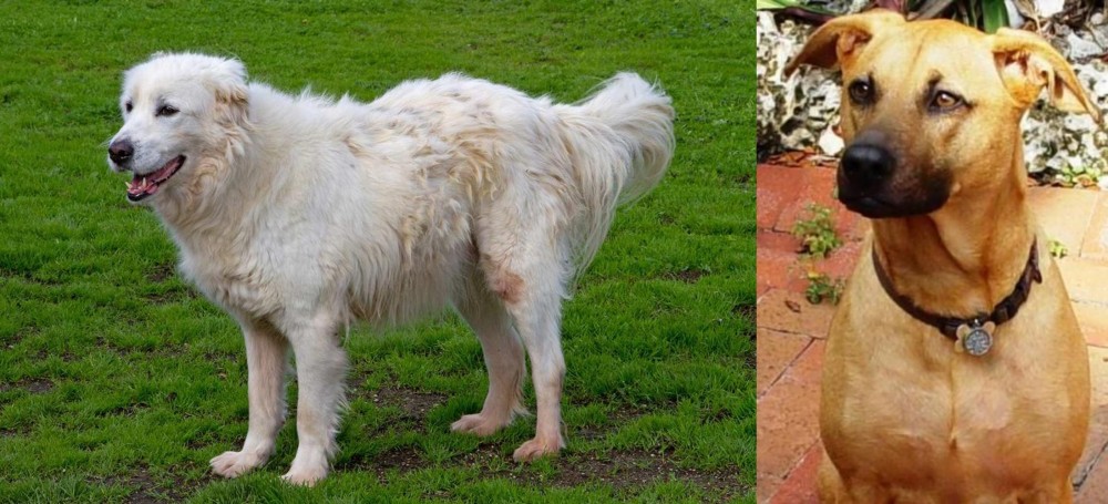 Combai vs Abruzzenhund - Breed Comparison
