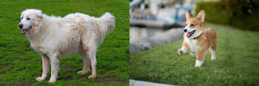 Corgi vs Abruzzenhund - Breed Comparison