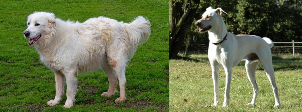 Cretan Hound vs Abruzzenhund - Breed Comparison