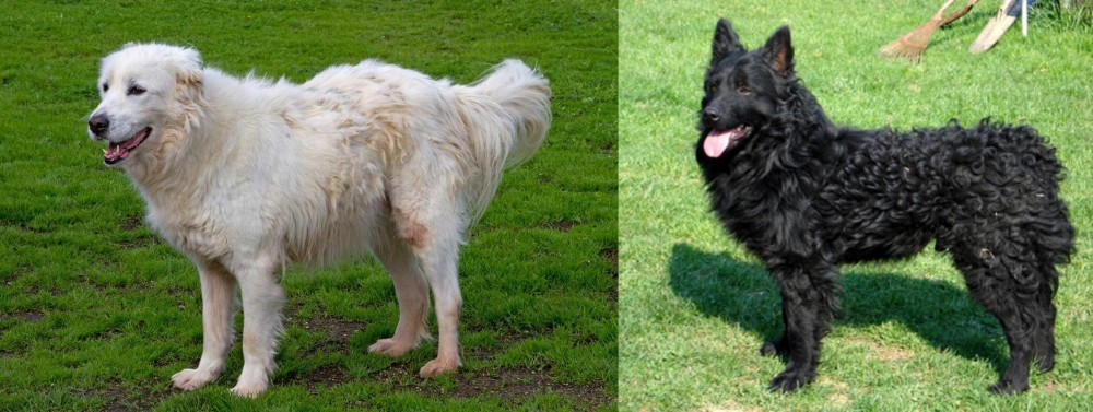 Croatian Sheepdog vs Abruzzenhund - Breed Comparison