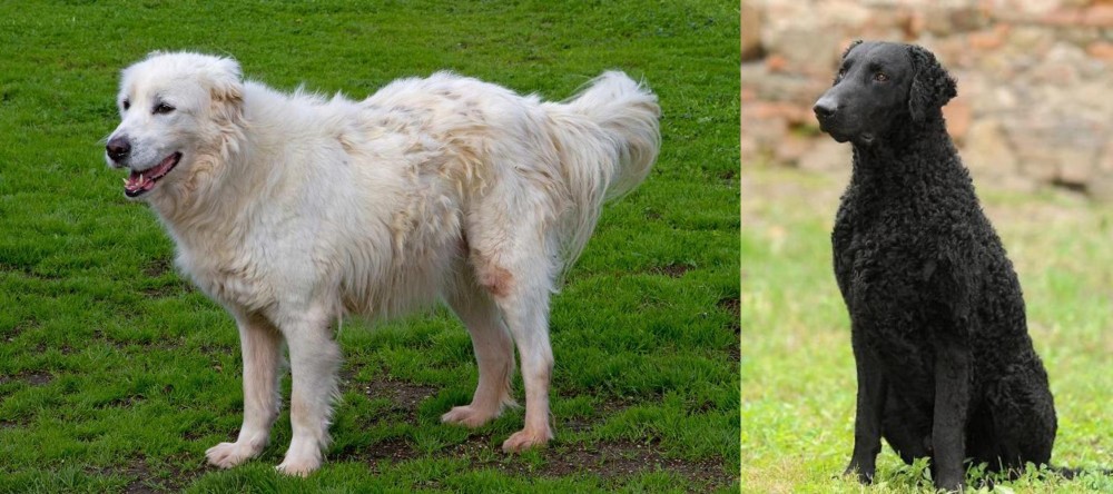 Curly Coated Retriever vs Abruzzenhund - Breed Comparison