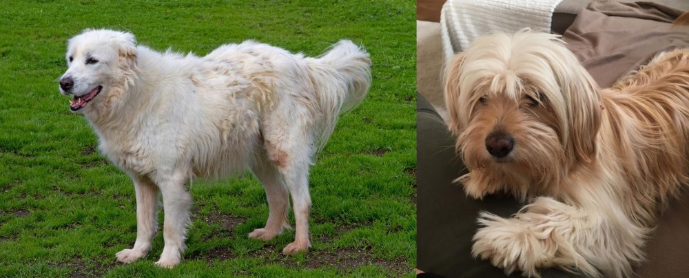 Cyprus Poodle vs Abruzzenhund - Breed Comparison