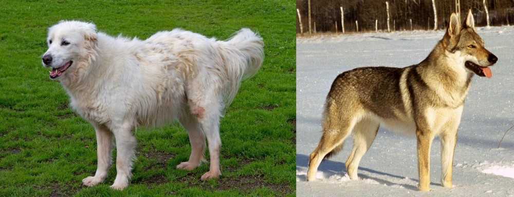 Czechoslovakian Wolfdog vs Abruzzenhund - Breed Comparison