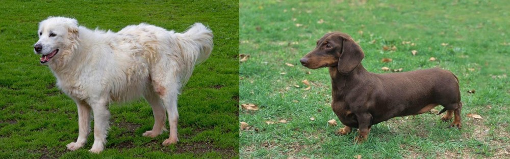 Dachshund vs Abruzzenhund - Breed Comparison