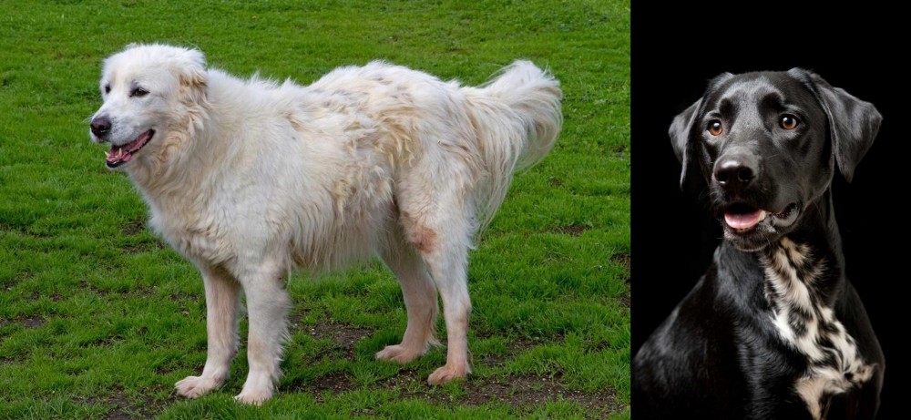 Dalmador vs Abruzzenhund - Breed Comparison