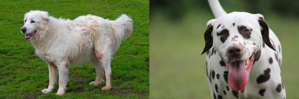 Dalmatian vs Abruzzenhund - Breed Comparison