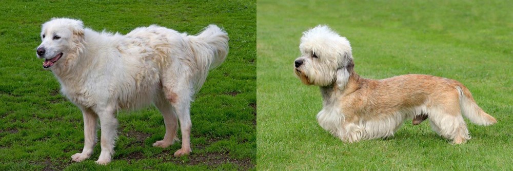 Dandie Dinmont Terrier vs Abruzzenhund - Breed Comparison