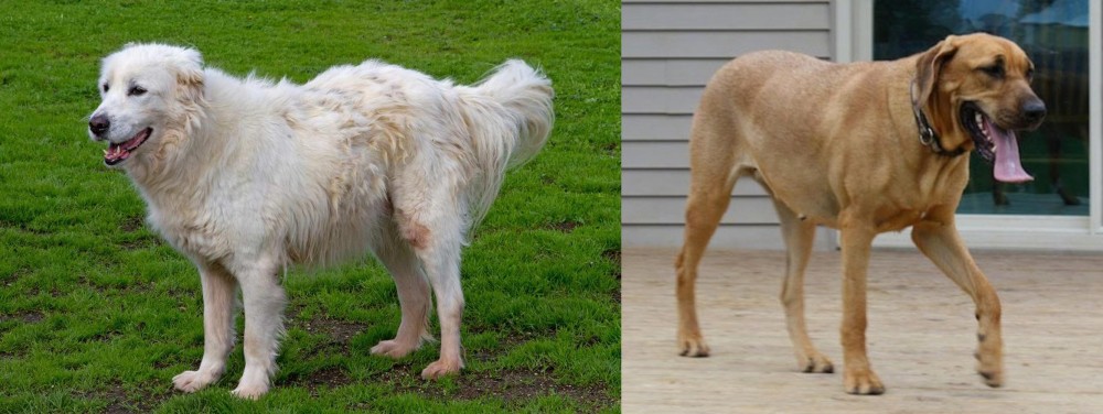Danish Broholmer vs Abruzzenhund - Breed Comparison