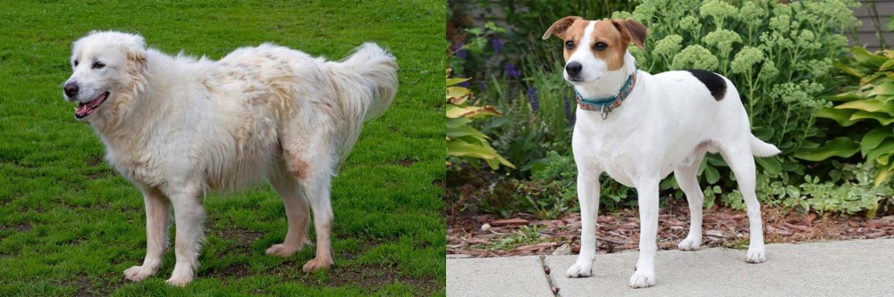 Danish Swedish Farmdog vs Abruzzenhund - Breed Comparison