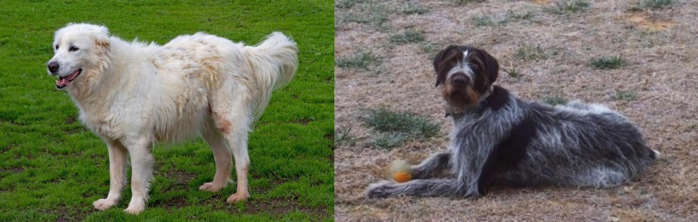 Deutsch Drahthaar vs Abruzzenhund - Breed Comparison