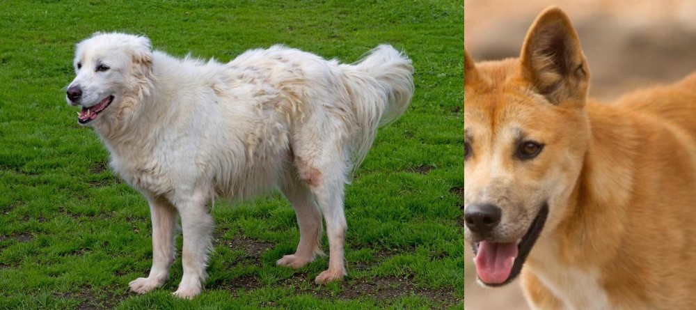 Dingo vs Abruzzenhund - Breed Comparison