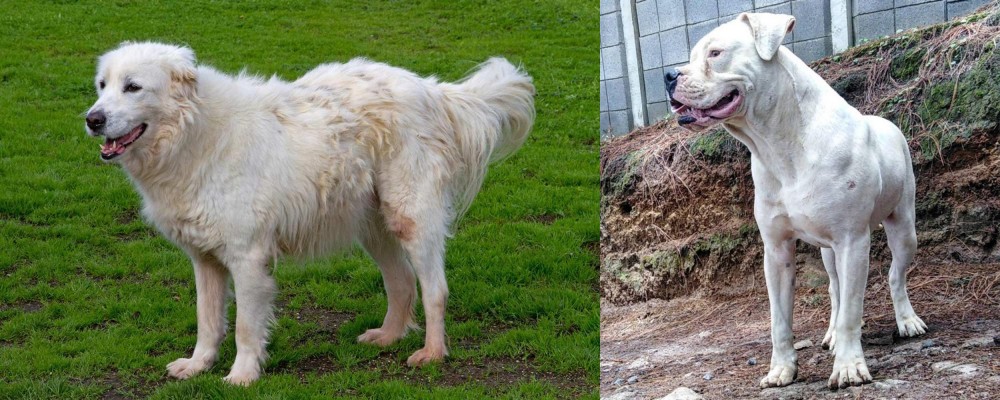 Dogo Guatemalteco vs Abruzzenhund - Breed Comparison