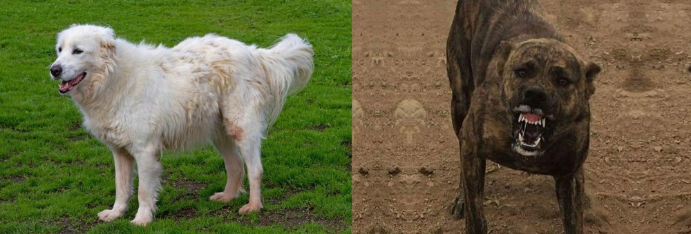 Dogo Sardesco vs Abruzzenhund - Breed Comparison